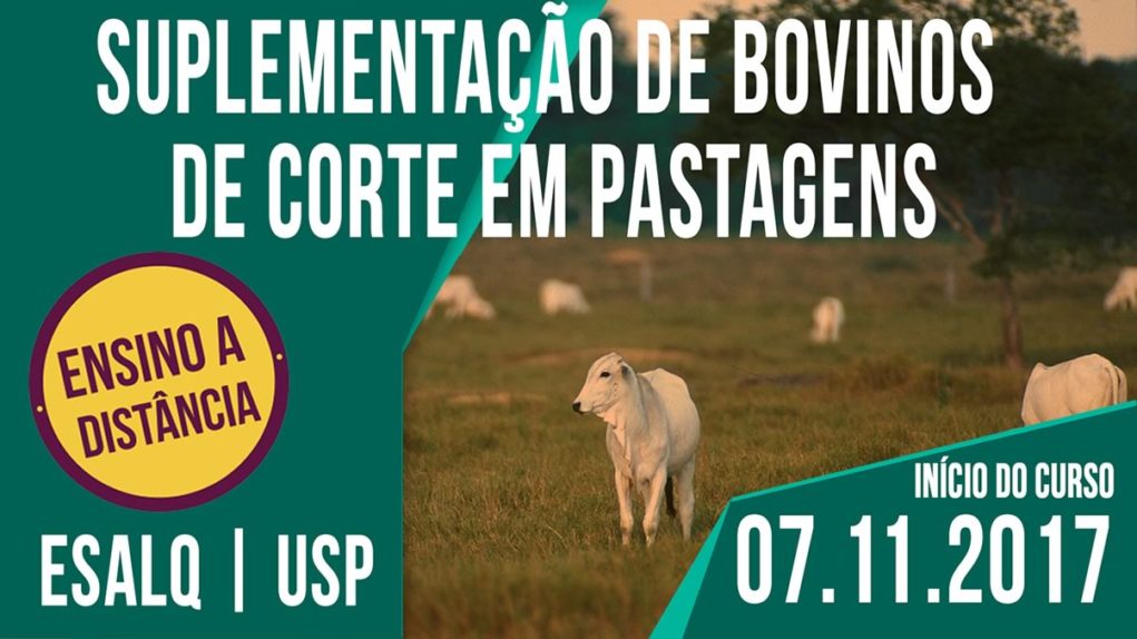 suplementacao-de-bovinos-de-corte-em-pastagens