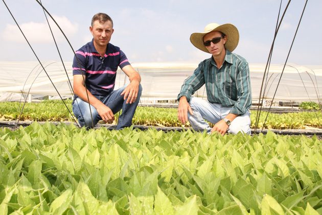 tabaco producao