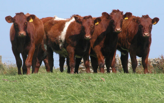 touro-angus touro-angus