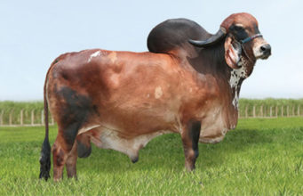 touro-gir-leiteiro-fardo-fiv-mutum