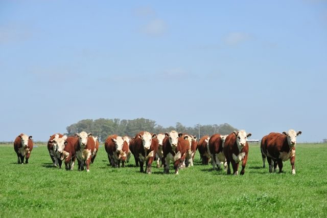 touros-hereford touros-hereford