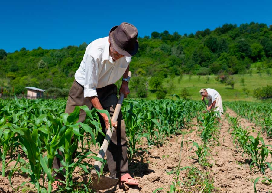 trabalho-rural