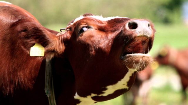 vaca-berrando vaca-berrando