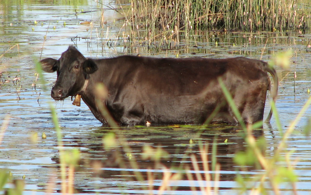 vaca-foi-pro-brejo