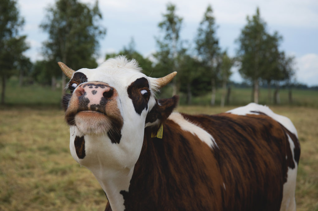 Doença da 'vaca louca' é detectada na Espanha