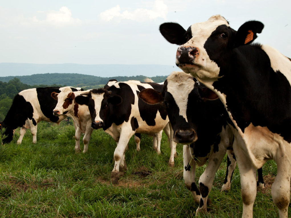 Vacas olhando para a camera