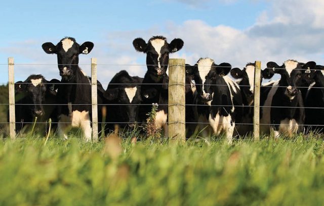 vacas-holandesas-curiosas