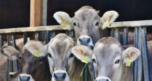 vacas-jersey-curiosas