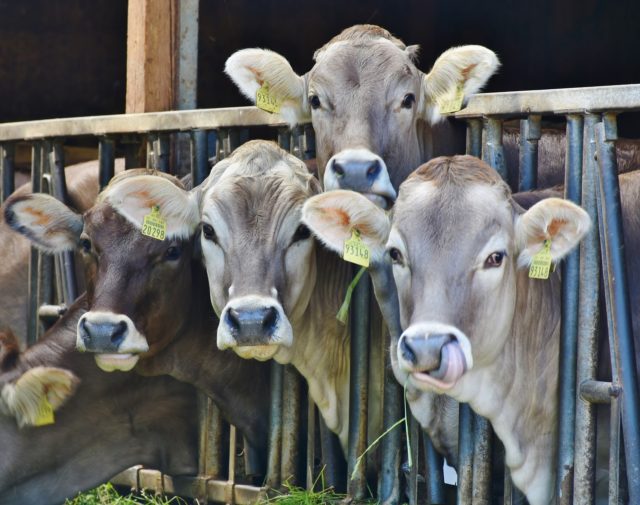 vacas-jersey-curiosas vacas-jersey-curiosas