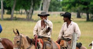 vaqueiros-tocando-a-boiada