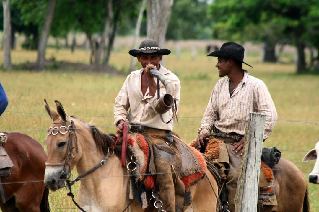 vaqueiros-tocando-a-boiada