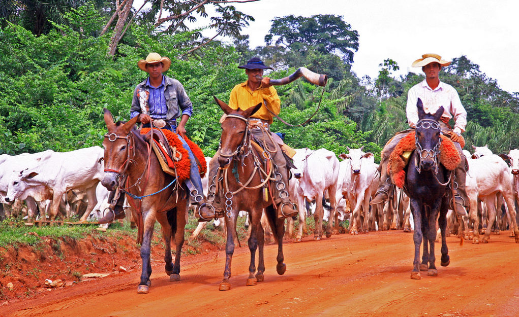 boiadeiros #gado #tropa #fy #berrante #berranteiro #boiadanaestrada