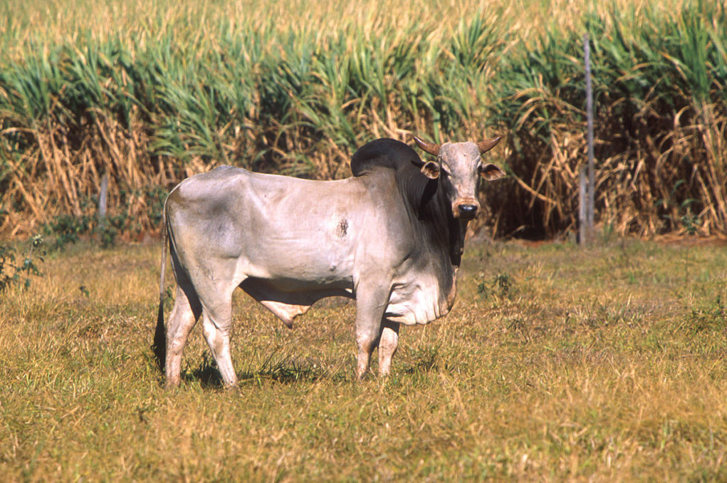 zebu