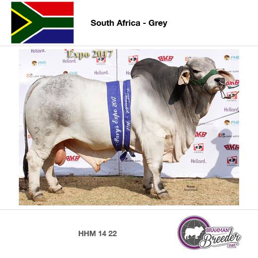 touro brahman sul africano