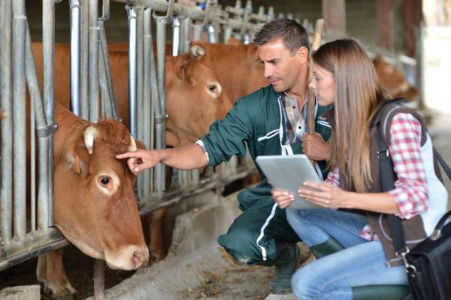 Preparatório-para-concurso-MAPA-Médico-Veterinário veterinario