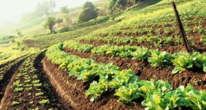 agricultura-sustentavel-horta