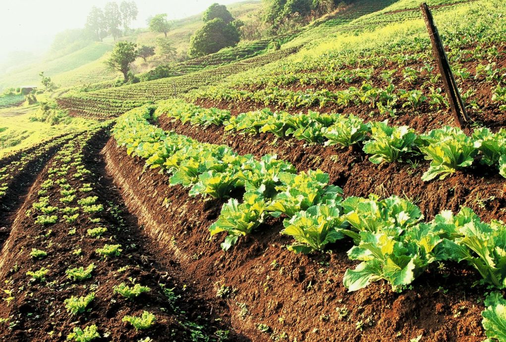 agricultura-sustentavel-horta