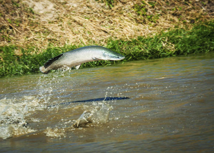 Teste identifica sexo de pirarucu e tambaqui para auxiliar na formação de  plantéis - Notícias - Aquaculture Brasil - O maior portal brasileiro sobre  aquicultura