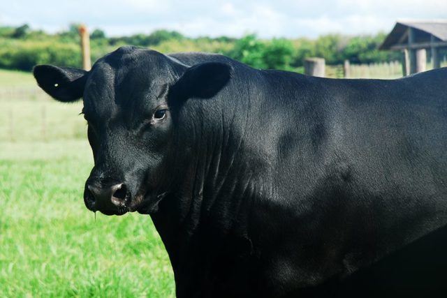 cabanha-vacacai-angus cabanha-vacacai-angus