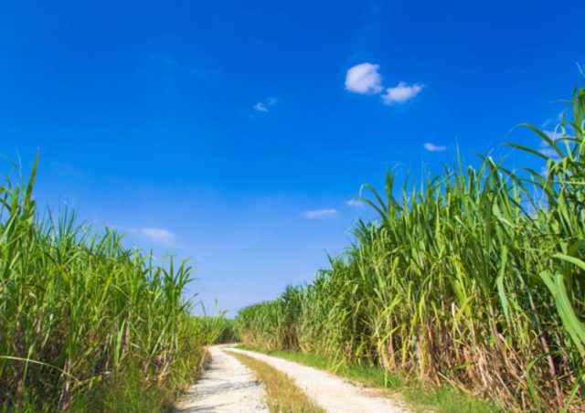 caminhos-da-cana cana