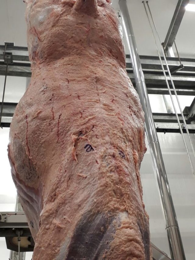 carcaça-angus Angus