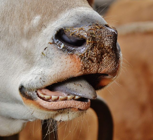 cow-1320904_960_720