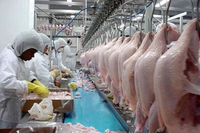 exportacao-frango