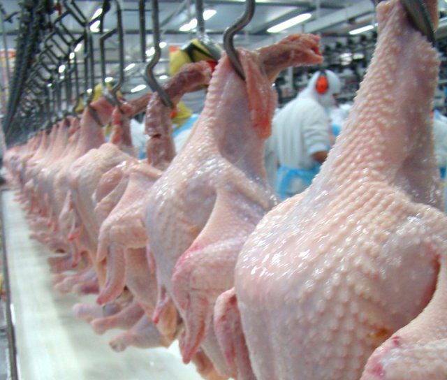 frango frango