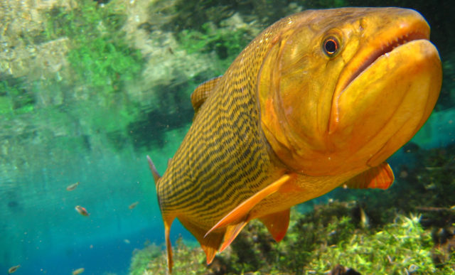 peixe_dourado peixe_dourado