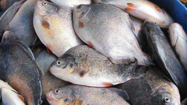 peixes-pesca-pescaria-piscultura-bill-bredley peixes