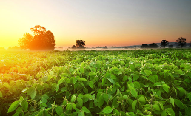 Soybean field in early morning soja