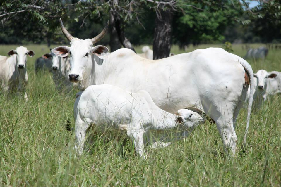 qualitas-melhoramento-genetico-vaca-e-bezerro-nelore