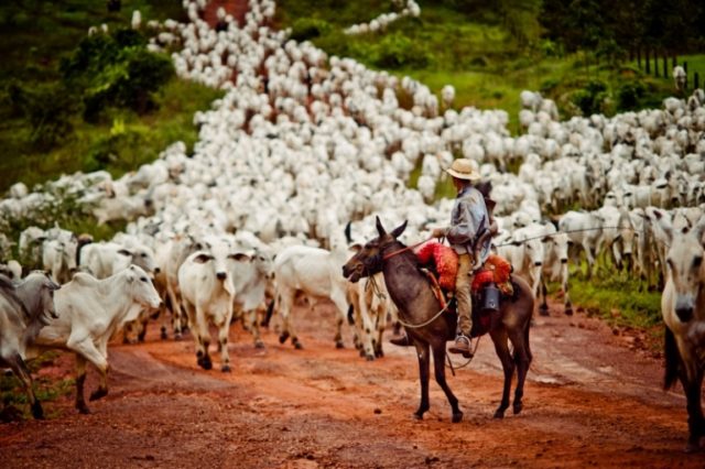 rebanho-gado-00