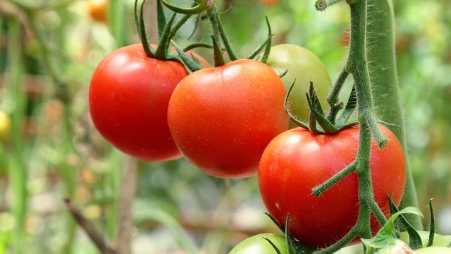 tomates tomates