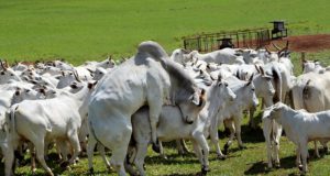 touro-nelore-cobrindo-a-campo