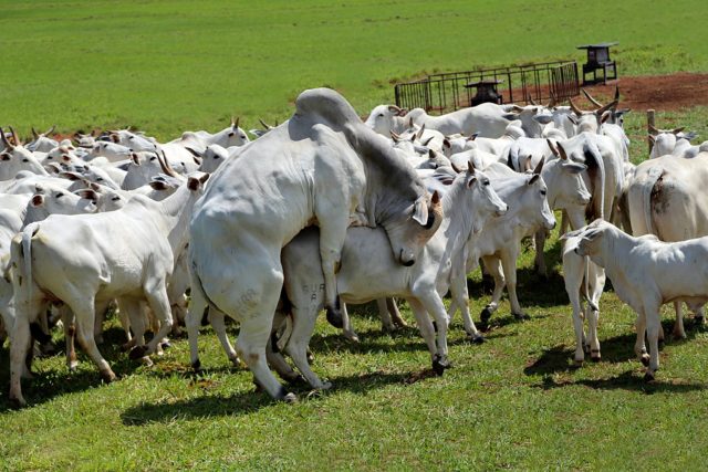 touro-nelore-cobrindo-a-campo touro-nelore-cobrindo-a-campo