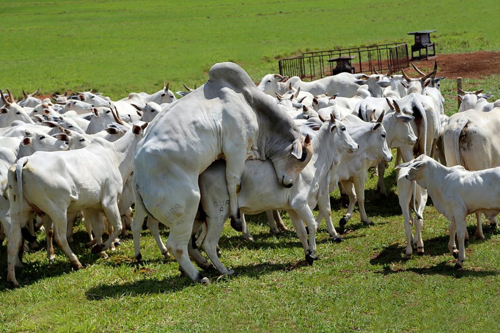 touro-nelore-cobrindo-a-campo