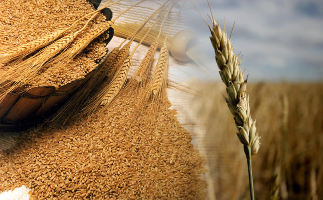Durum Wheat trigo