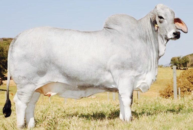 vaca-brahman-Maxima-Dhifalla