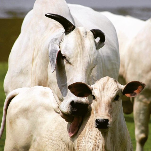 vaca-nelore-lambendo-bezerro-cria