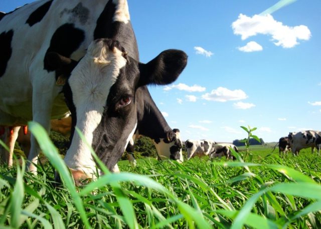 vaca-pasto vaca a pasto