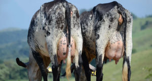 vacas-girolando-leite