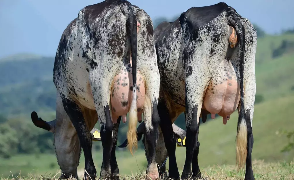 Causas de cetosis en vacas