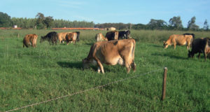 vacas-pasto-rotacionado-cerca-eletrica
