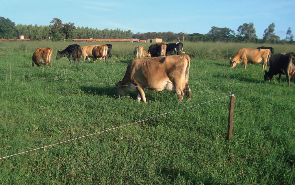 vacas-pasto-rotacionado-cerca-eletrica