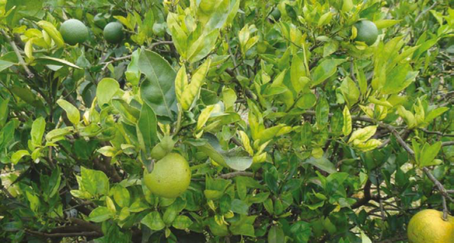 746dd-Nova-Imagem citrus