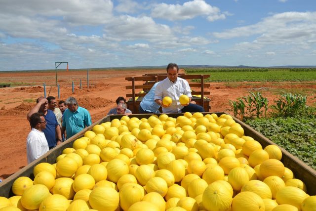Exportação-de-Frutas