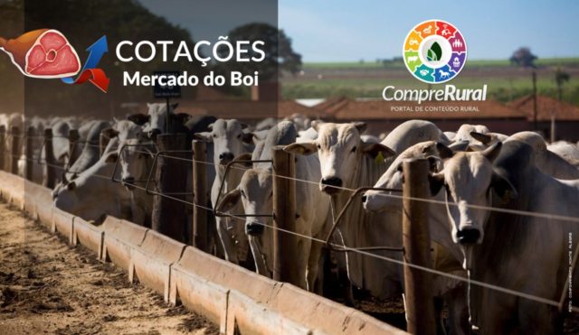Mercado-do-Boi