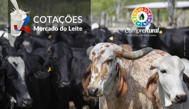 Mercado-do-leite