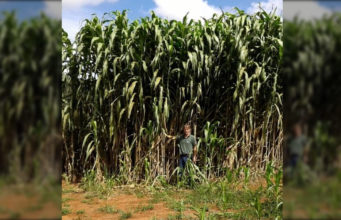 Sorgo-forrageiro-gigante-boliviano-Agri-002E